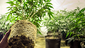 Image of a marijuana plant